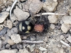 Physetopoda punctata