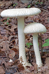 Amanita rhopalopus