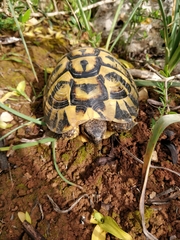 Testudo hermanni hermanni