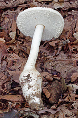 Amanita rhopalopus