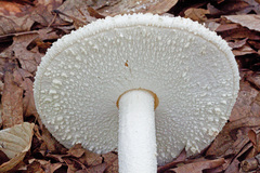 Amanita rhopalopus