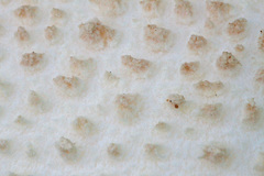 Amanita rhopalopus