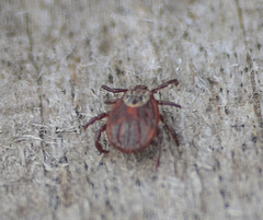 Dermacentor reticulatus