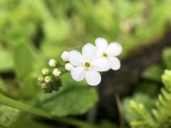 Trigonotis formosana elevatovenosa