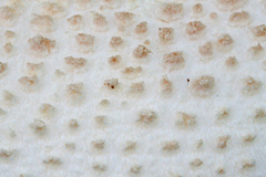 Amanita rhopalopus
