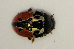 Calligrapha rowena