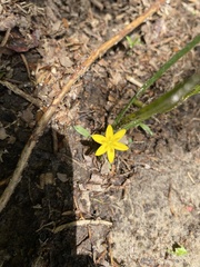 Hypoxis juncea