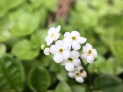 Trigonotis formosana elevatovenosa