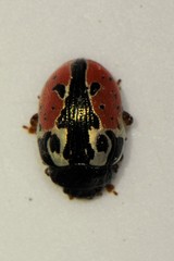 Calligrapha rowena