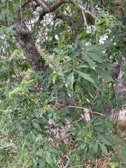 Aesculus californica