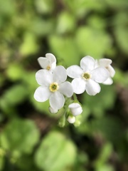 Trigonotis formosana elevatovenosa