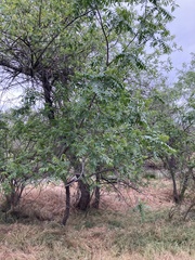 Aesculus californica
