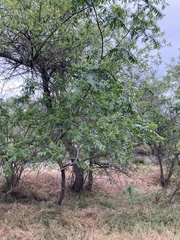 Aesculus californica