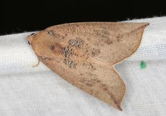 Mnesampela heliochrysa