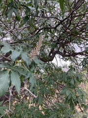 Aesculus californica