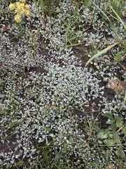 Hesperevax sparsiflora