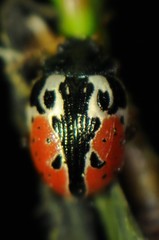 Calligrapha rowena