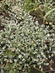 Hesperevax sparsiflora