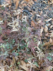 Lupinus succulentus