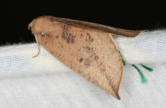 Mnesampela heliochrysa