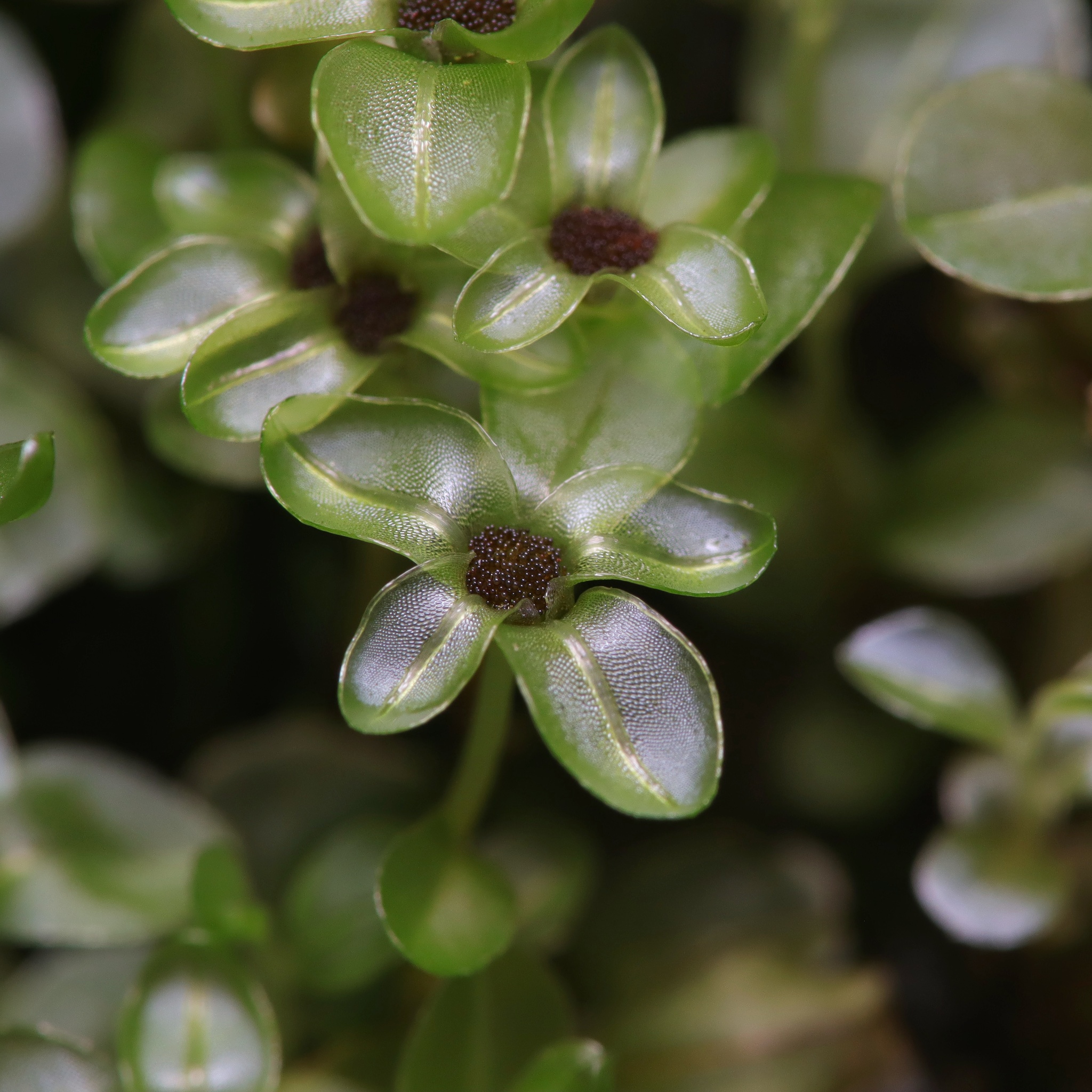 Rhizomnium