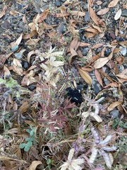Lupinus succulentus