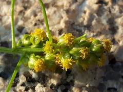 Artemisia palustris