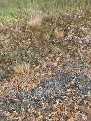 Lupinus succulentus