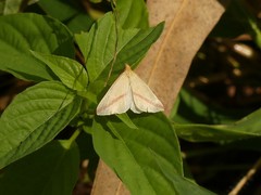 Rhodometra sacraria