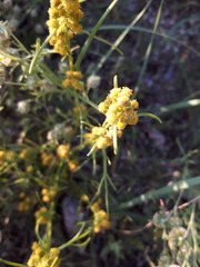 Artemisia palustris