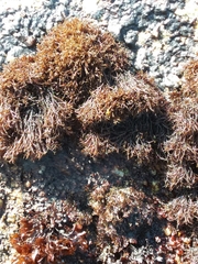 Endocladia
