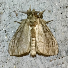 Dasychira atrivenosa