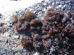 Endocladia