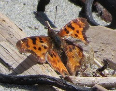 Polygonia satyrus