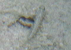 Bathygobius antilliensis