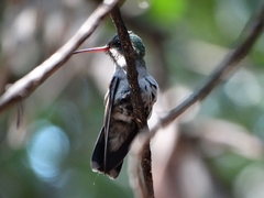 Phaeoptila sordida