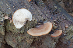 Lentinellus castoreus