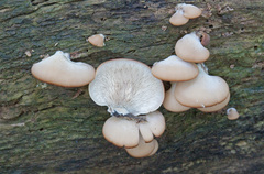 Lentinellus castoreus