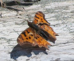 Polygonia satyrus