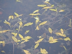 Potamogeton polygonifolius