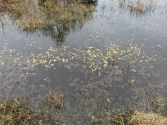 Potamogeton polygonifolius