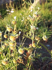 Artemisia macrocephala