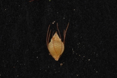 Rhynchospora caduca