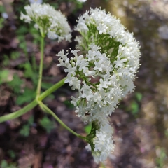 Valeriana italica