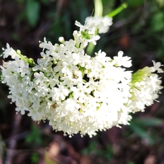 Valeriana italica