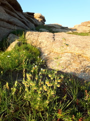 Artemisia macrocephala