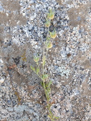 Artemisia macrocephala