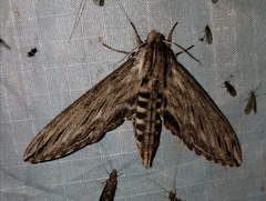 Sphinx canadensis