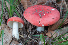Russula pulchra