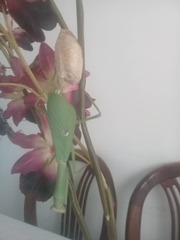 Stagmatoptera femoralis